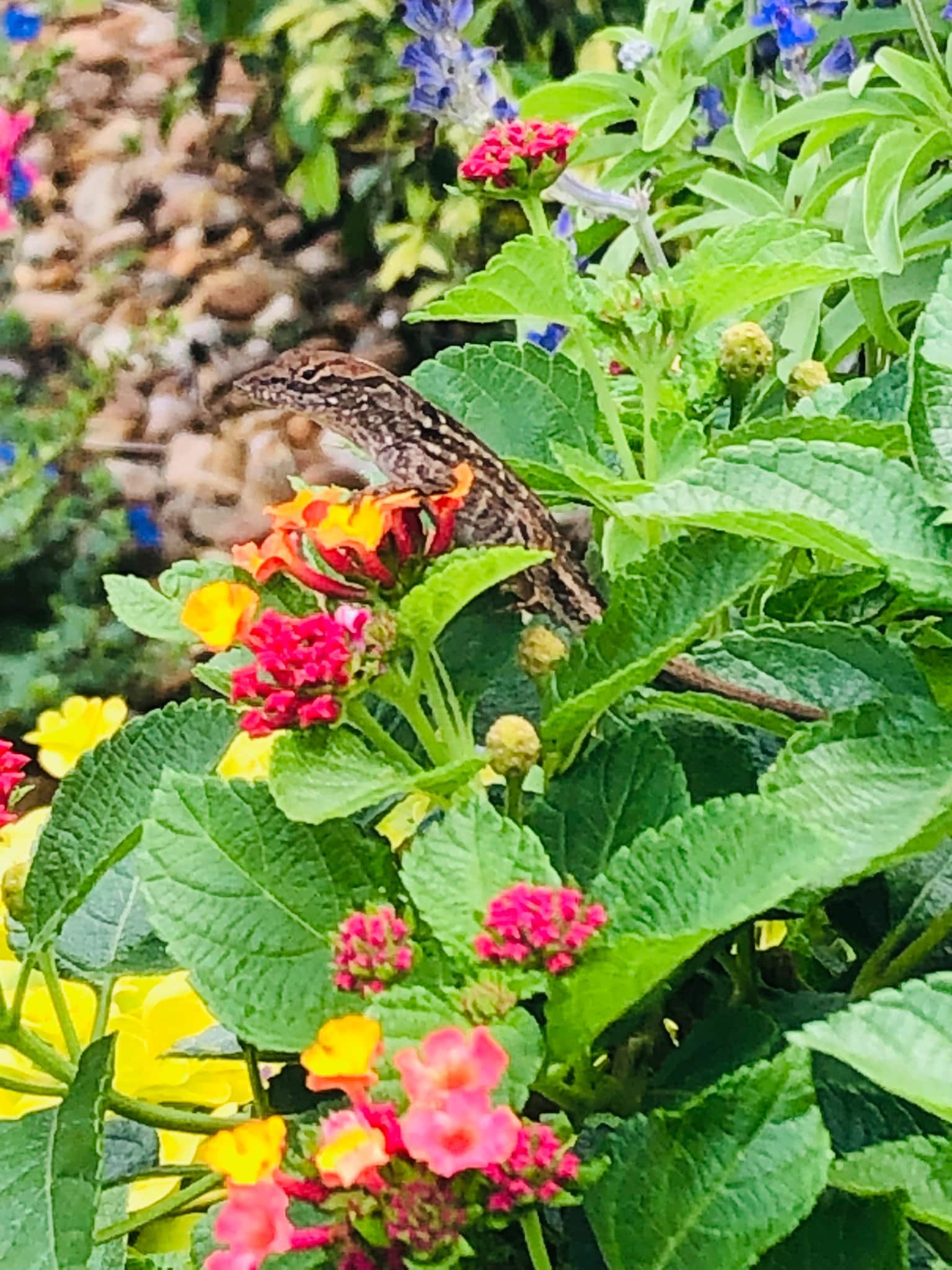 Garden Lizard Among Colorful Lantana Flowers