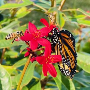 Monarch and Honeybee Sharing Red Flowers