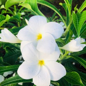 White Plumeria Blossoms with Morning Dew